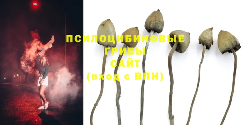 Галлюциногенные грибы MAGIC MUSHROOMS  сколько стоит  Весьегонск 